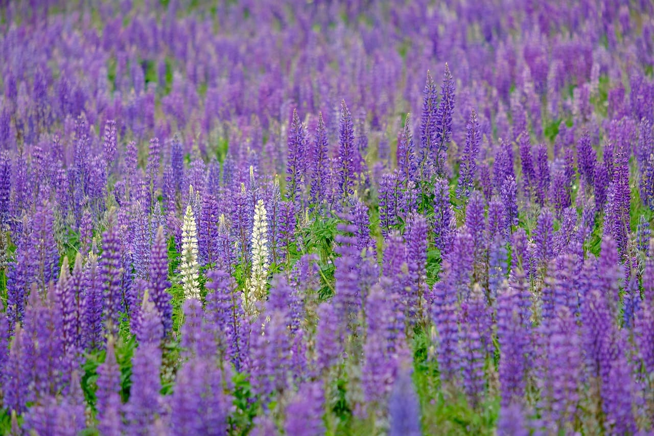 cánh đồng hoa đẹp nhất thế giới