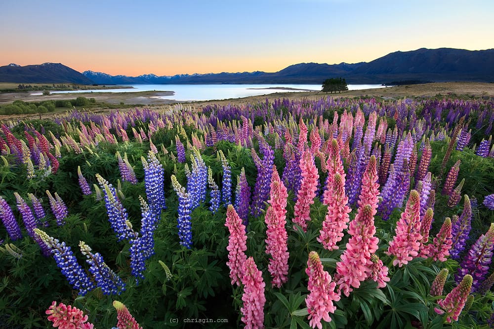 cánh đồng hoa đẹp nhất thế giới