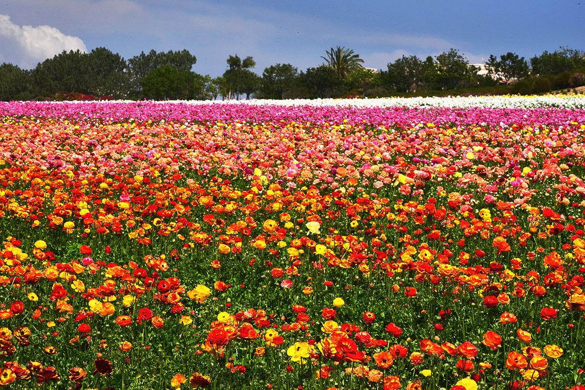 cánh đồng hoa đẹp nhất thế giới