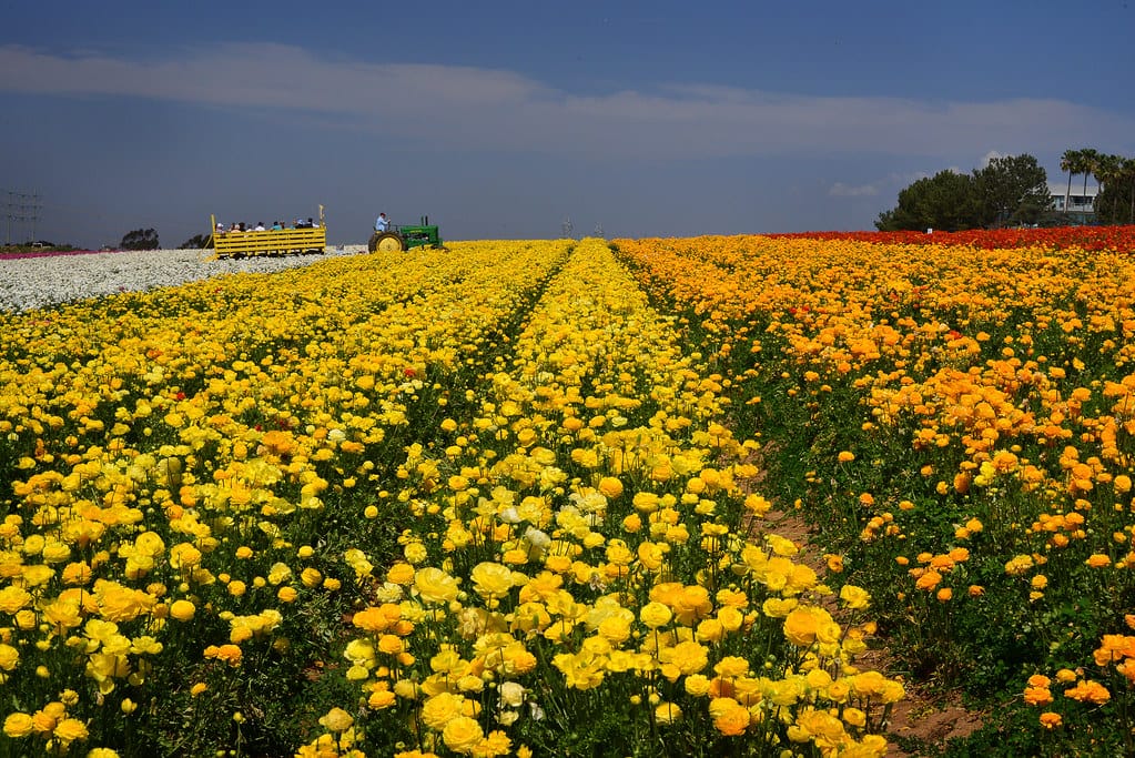 cánh đồng hoa đẹp nhất thế giới