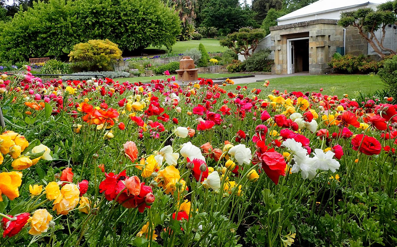 cánh đồng hoa đẹp nhất thế giới