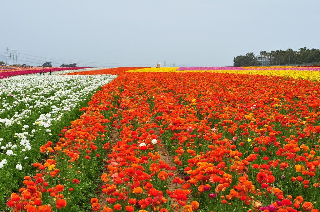 cánh đồng hoa đẹp nhất thế giới