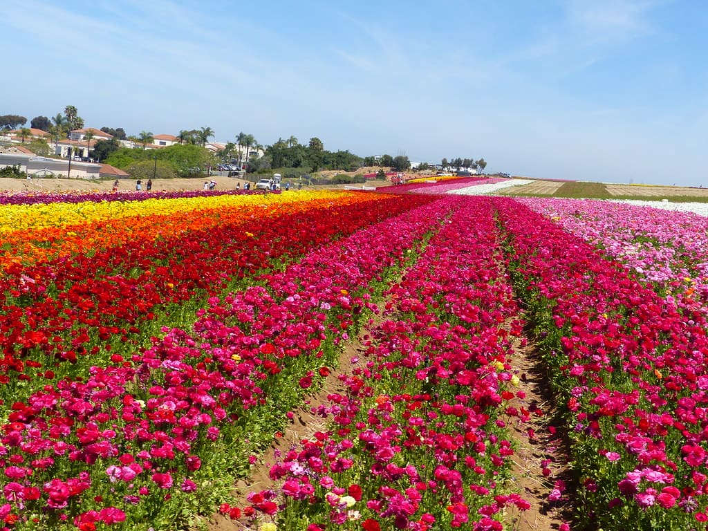 cánh đồng hoa đẹp nhất thế giới