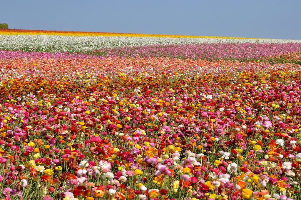 cánh đồng hoa đẹp nhất thế giới