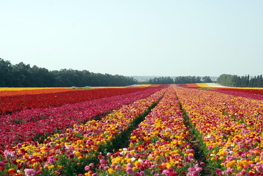 cánh đồng hoa đẹp nhất thế giới