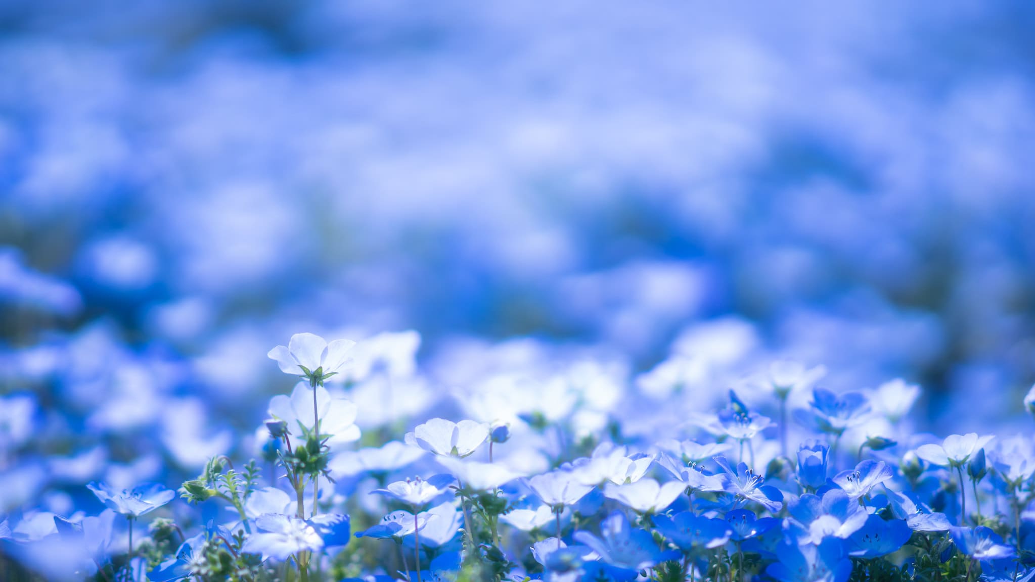 cánh đồng hoa đẹp nhất thế giới