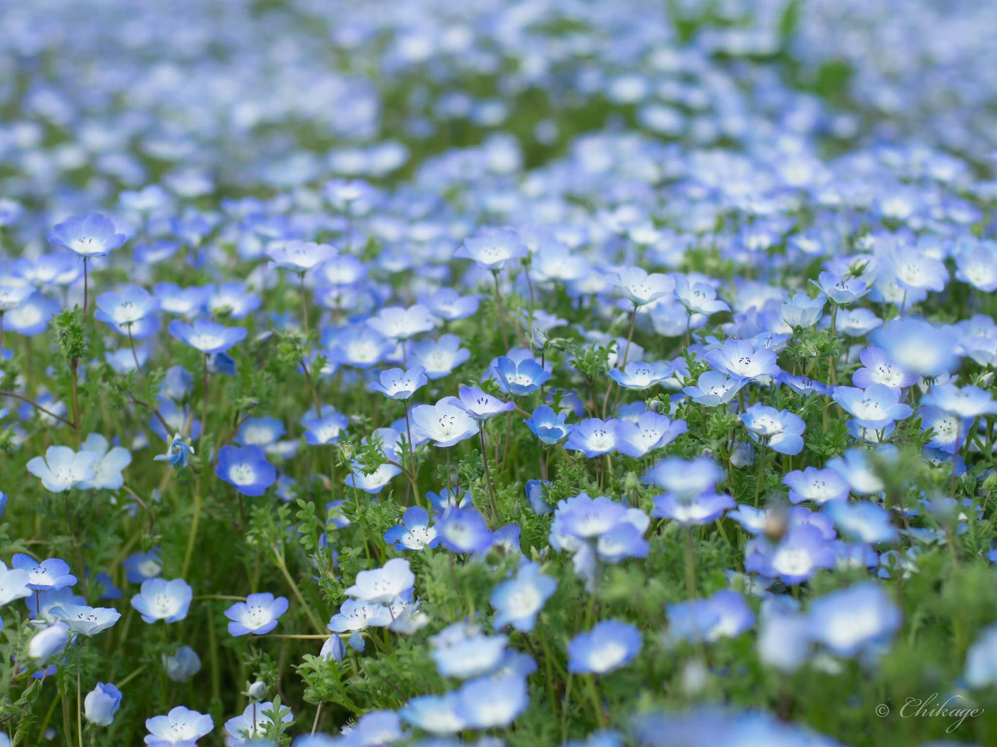 cánh đồng hoa đẹp nhất thế giới