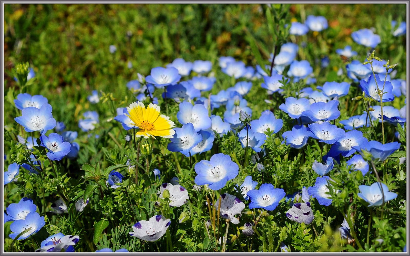 cánh đồng hoa đẹp nhất thế giới