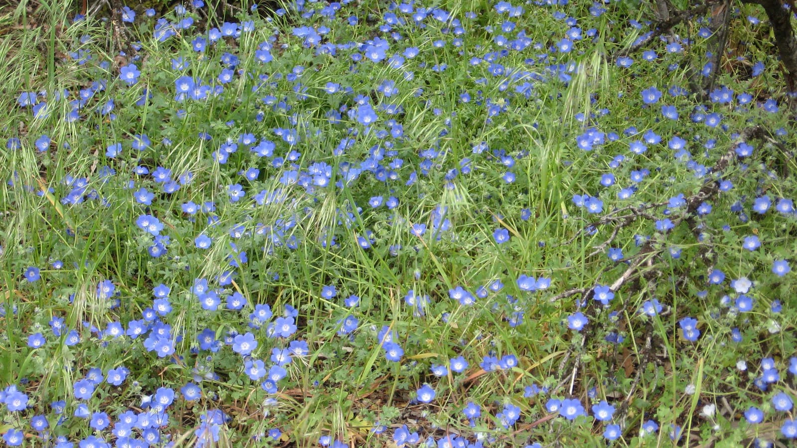 cánh đồng hoa đẹp nhất thế giới