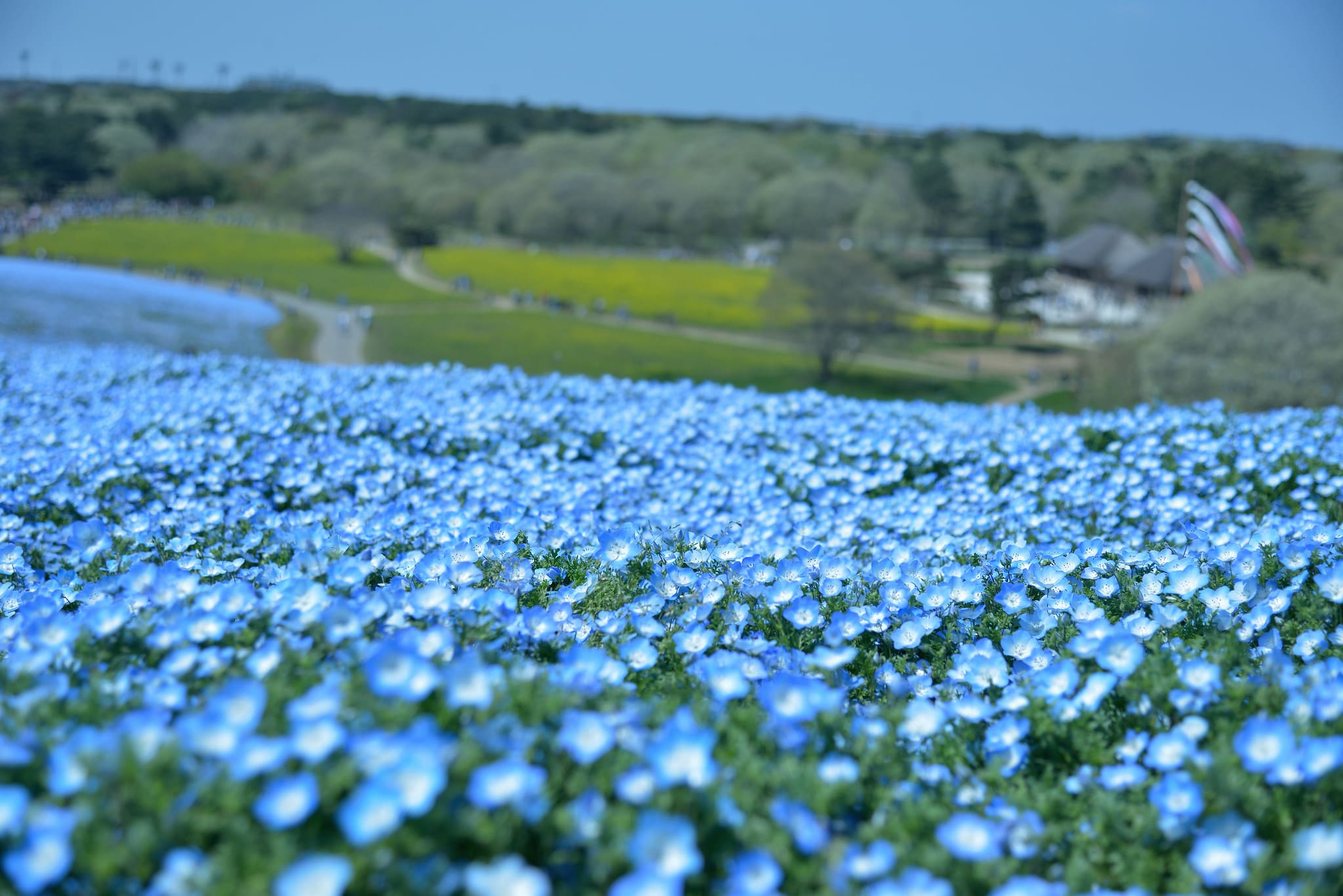 cánh đồng hoa đẹp nhất thế giới