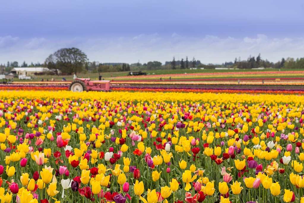 cánh đồng hoa đẹp nhất thế giới