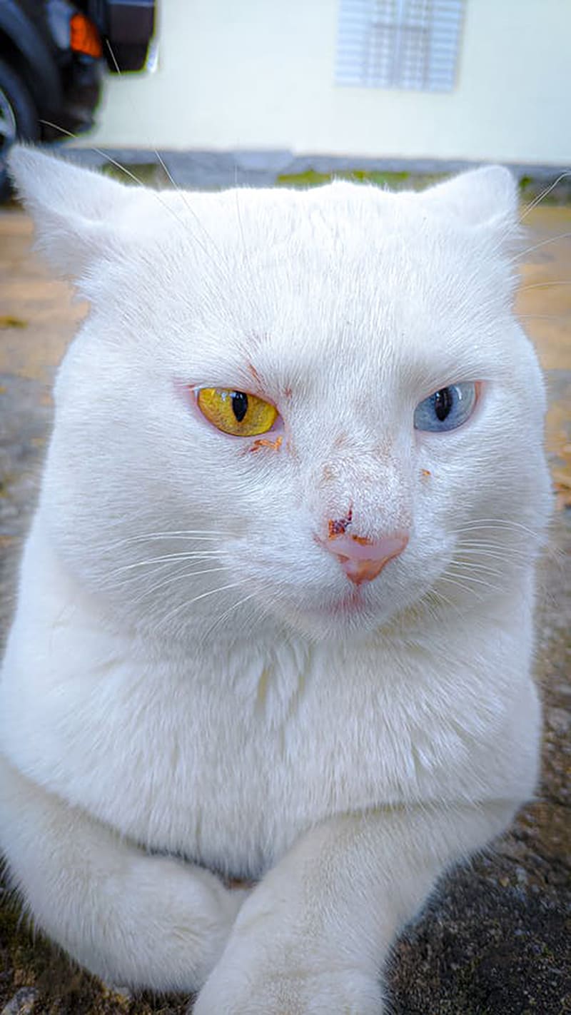Mèo trắng