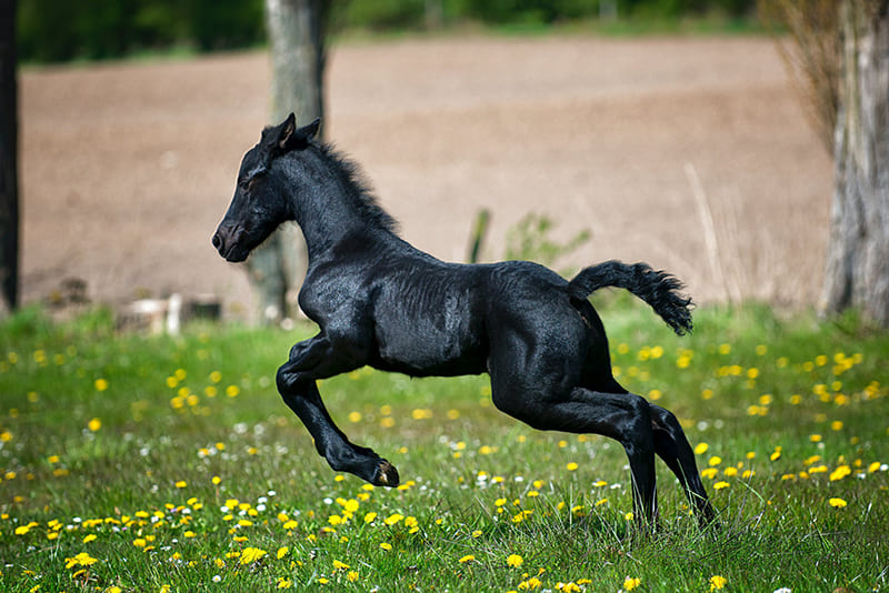 Ngựa đen