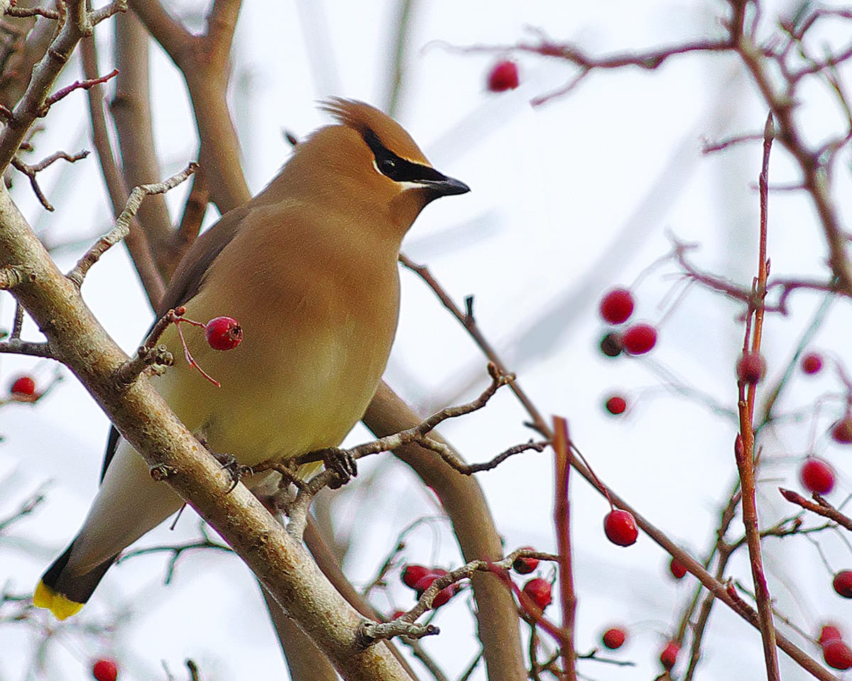 Chim chào mào đỏ
