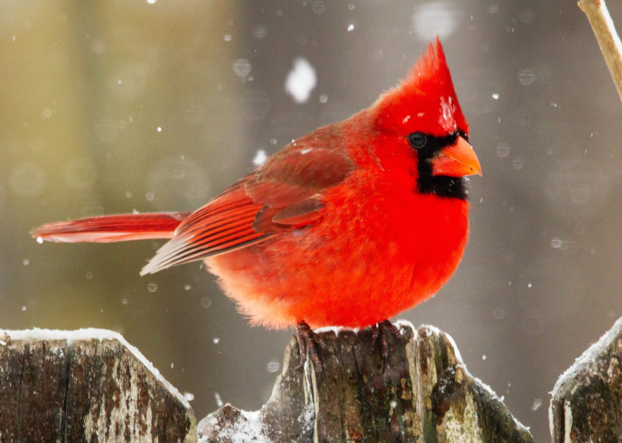 Chim chào mào đỏ