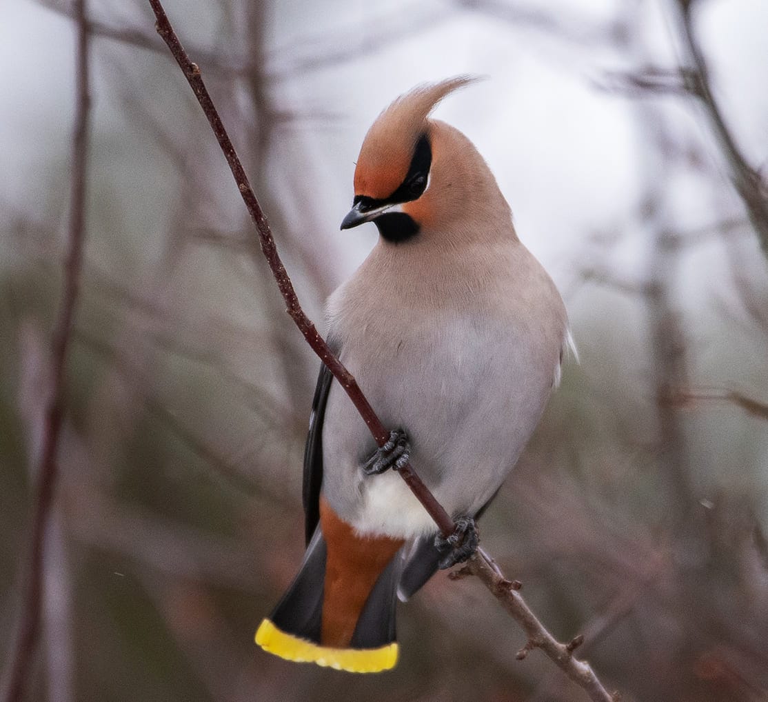 Chim chào mào đỏ