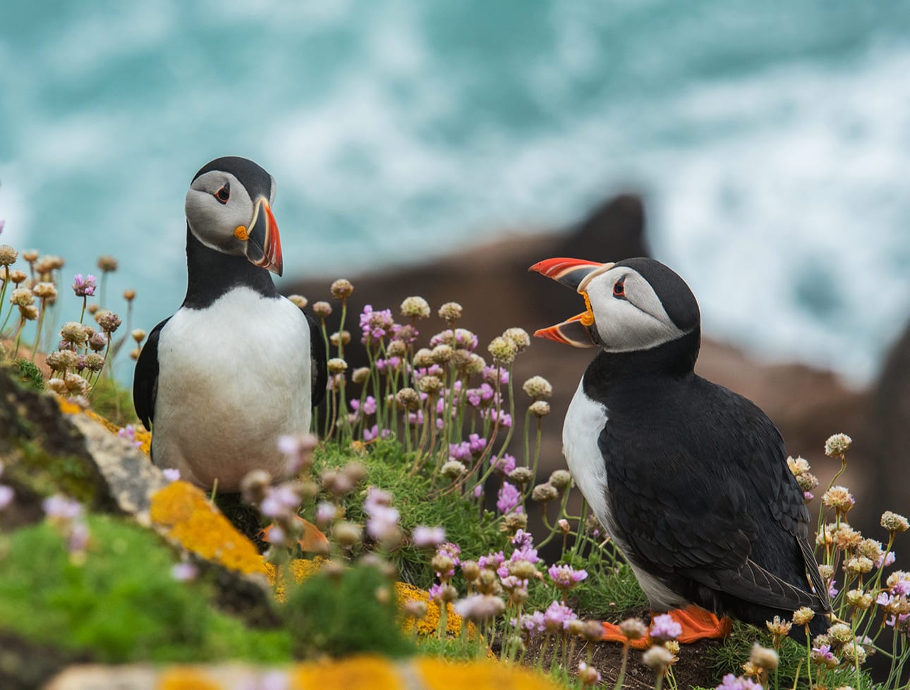 Chim hải âu mỏ vẹt