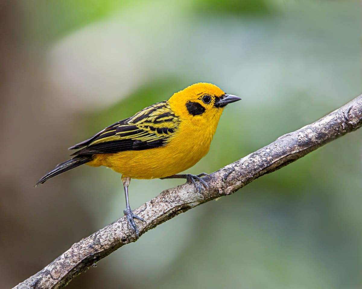 Chim sẻ đất màu