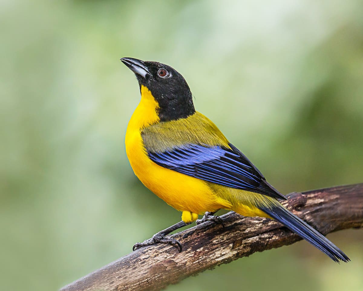 Chim sẻ đất màu