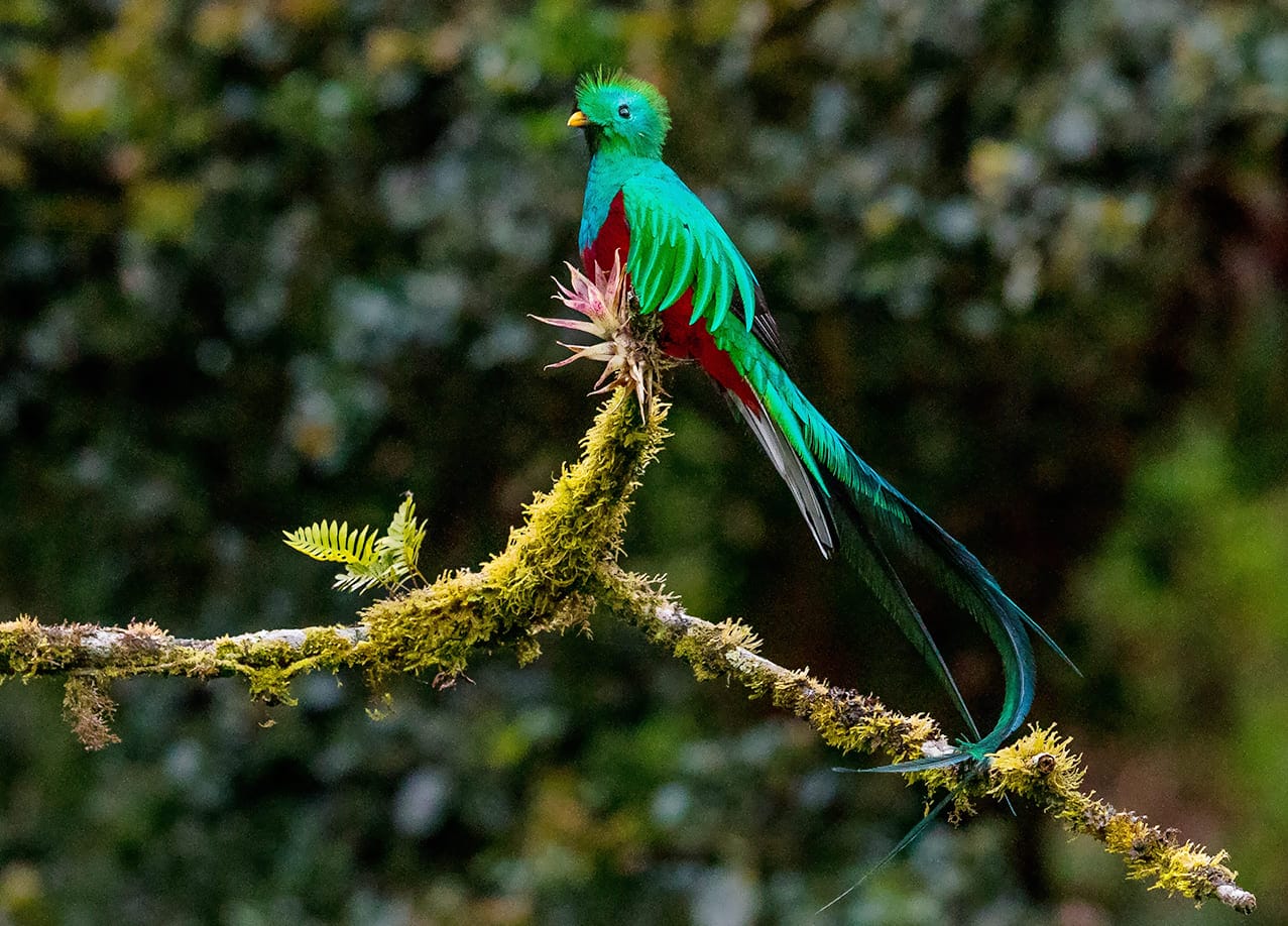 Chim thiên đường