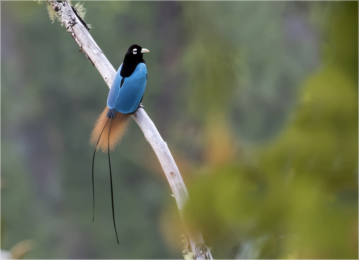 Chim thiên đường