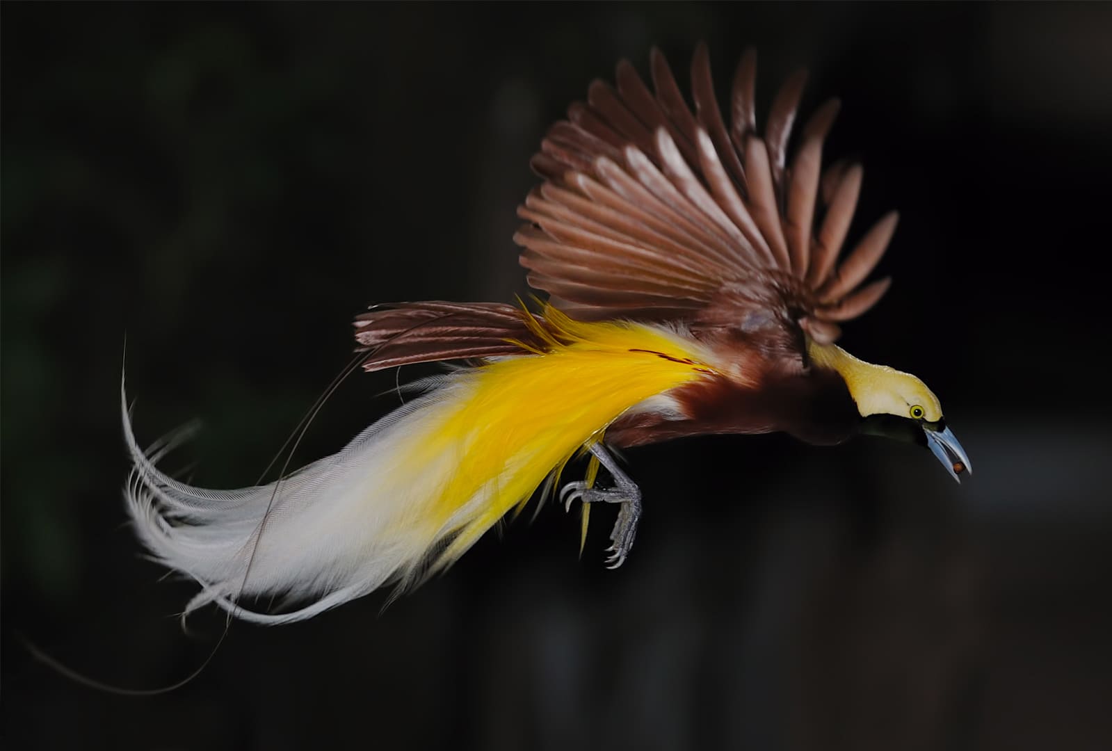 Chim thiên đường