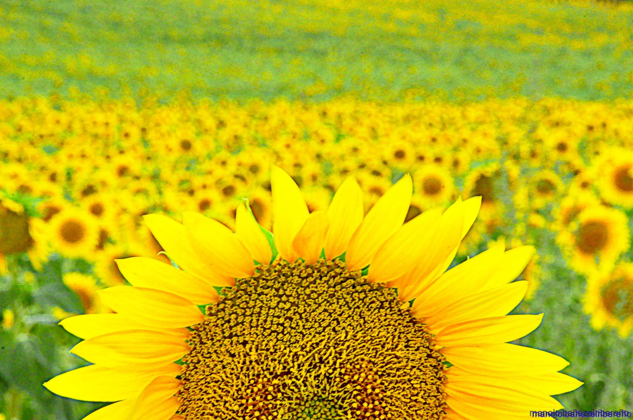 HOA HƯỚNG DƯƠNG