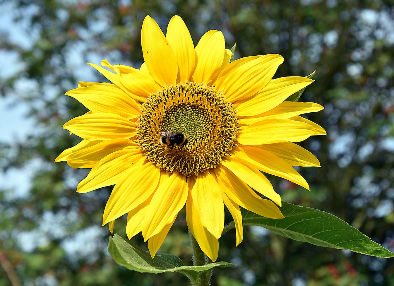 HOA HƯỚNG DƯƠNG