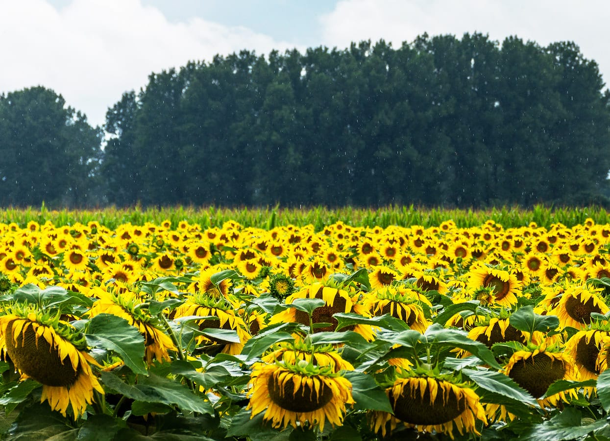 HOA HƯỚNG DƯƠNG