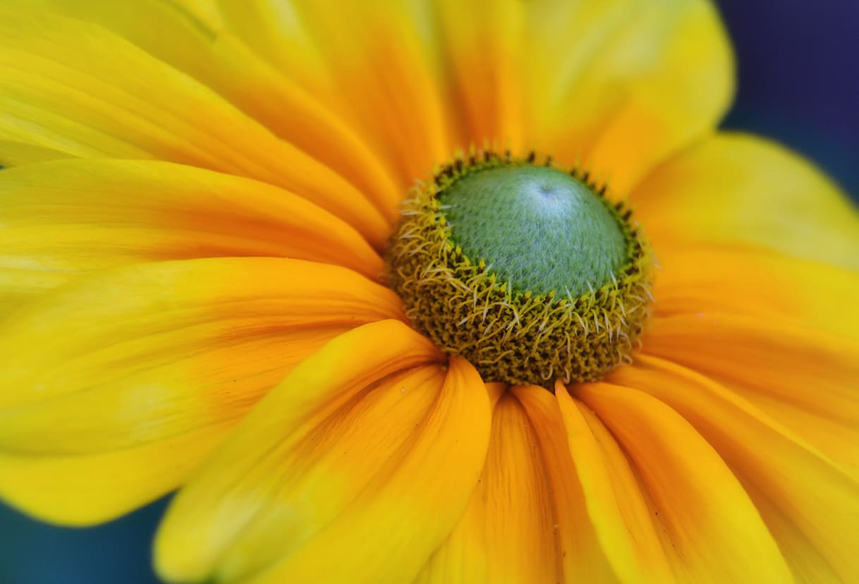 HOA HƯỚNG DƯƠNG