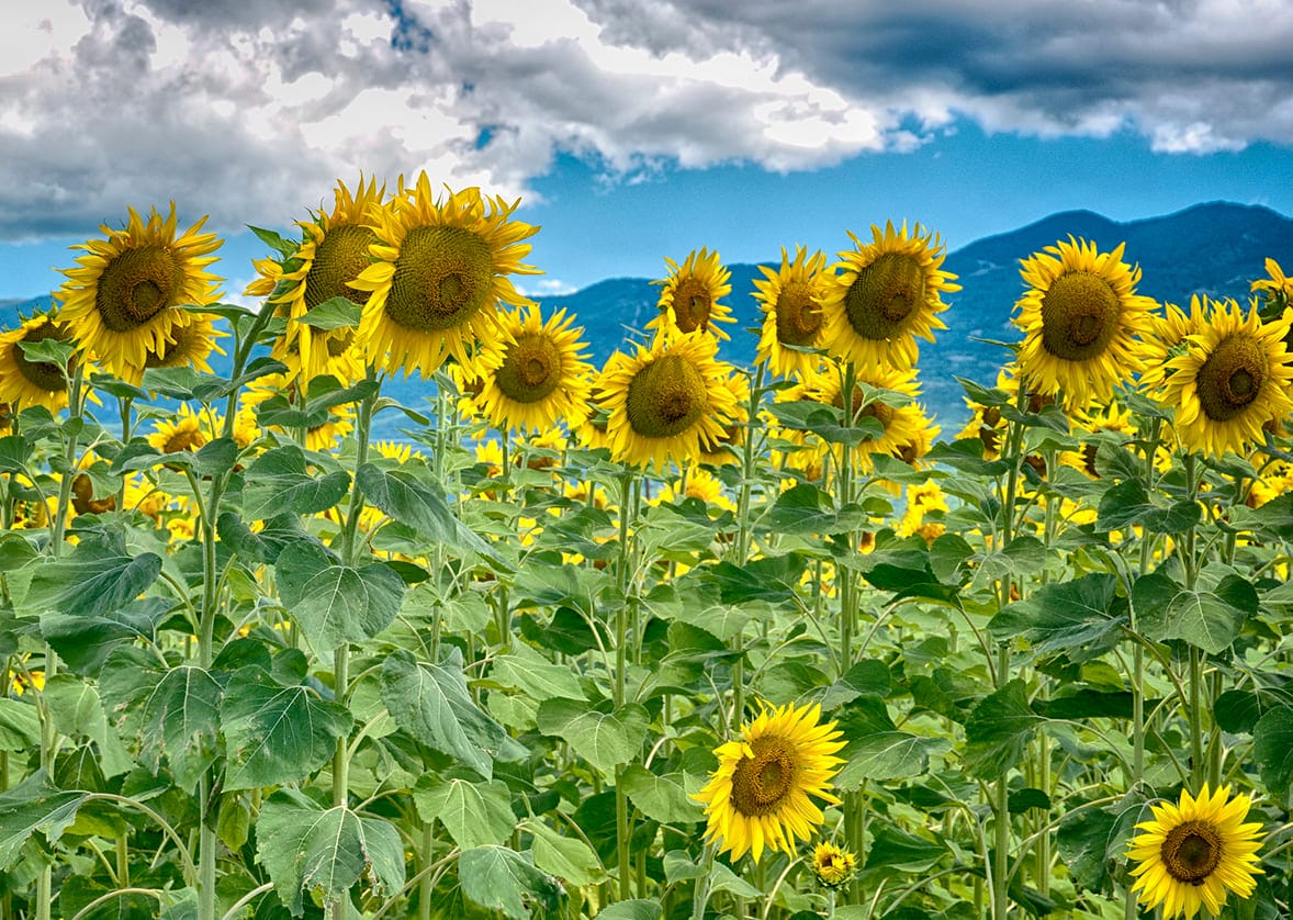 HOA HƯỚNG DƯƠNG