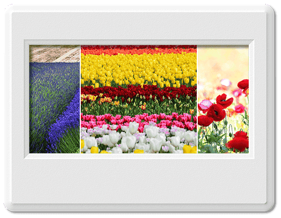 Ngỡ ngàng trước những cánh đồng hoa đẹp nhất thế giới