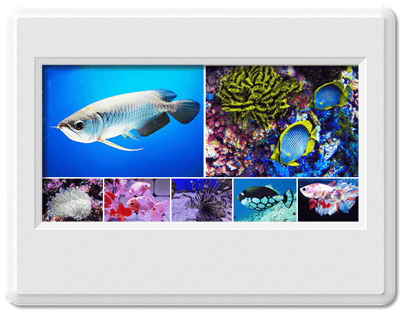 Tổng hợp những loài cá đẹp nhất thế giới