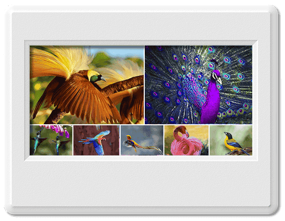 Tổng hợp những loài chim đẹp nhất thế giới