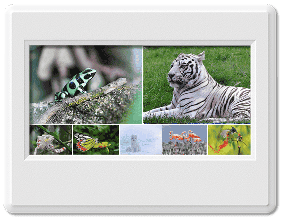 Tổng hợp những loài động vật đẹp nhất thế giới