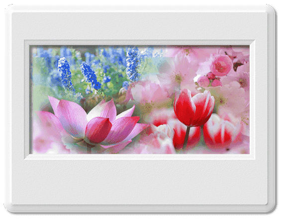 Top 12 loại hoa đẹp nhất thế giới