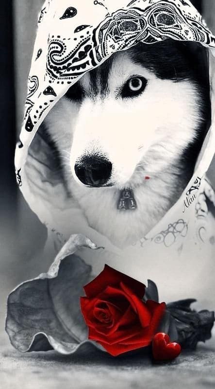 Tổng hợp hình nền điện thoại con vật, linh vật tuyệt đẹp 4