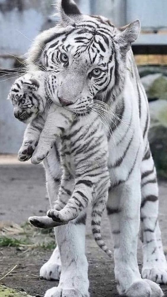 Tổng hợp hình nền hổ tuyệt đẹp dùng cho điện thoại 8