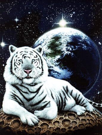 Tổng hợp hình nền hổ tuyệt đẹp dùng cho điện thoại 9