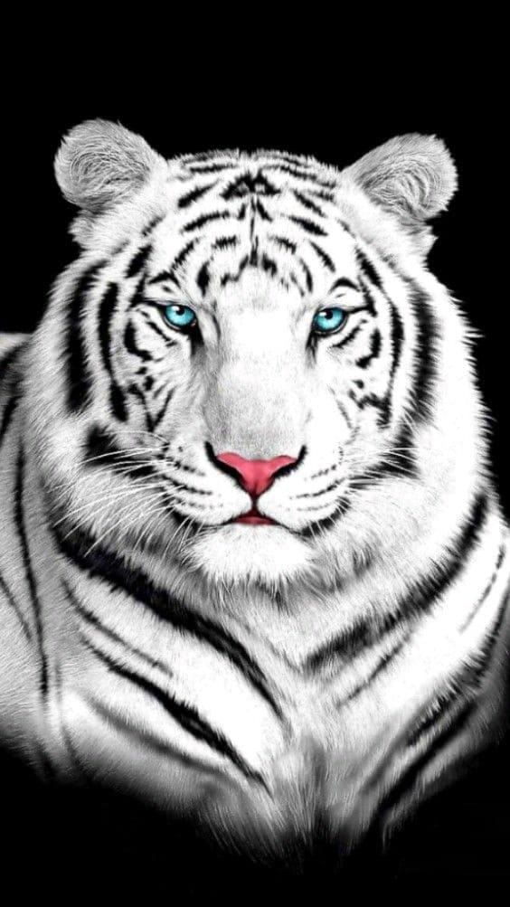 Tổng hợp hình nền hổ tuyệt đẹp dùng cho điện thoại 16