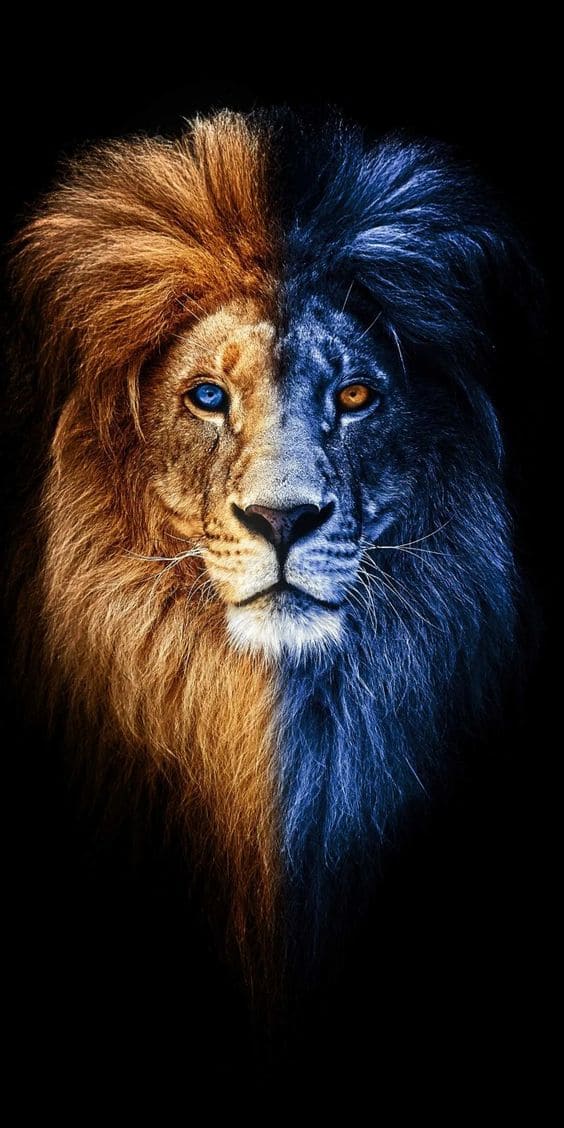 Top hình nền sư tử 4k tuyệt đẹp cho điện thoại 8