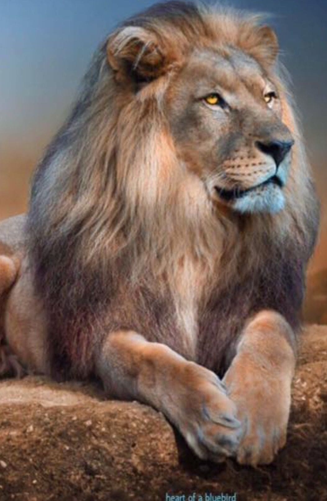 Top hình nền sư tử 4k tuyệt đẹp cho điện thoại 11