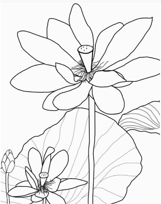 Tranh tô màu bông hoa cho bé 36