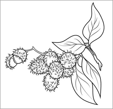 Tranh tô màu trái cây 25