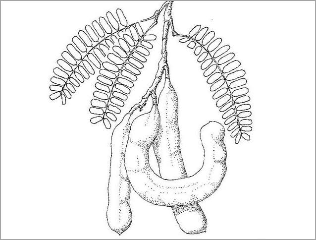 Tranh tô màu trái cây 44