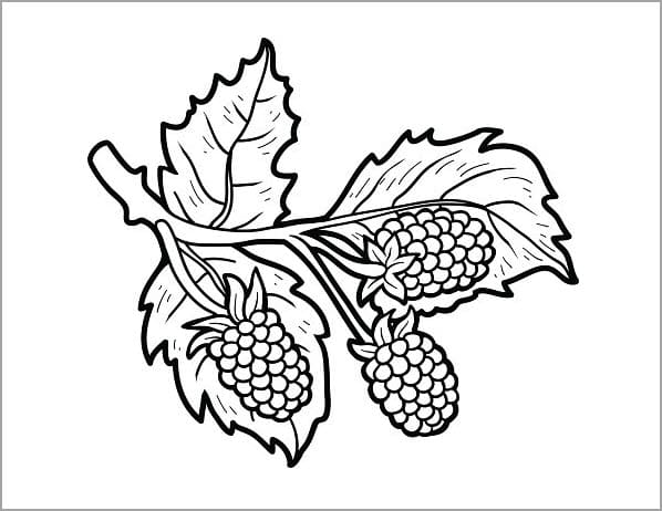 Tranh tô màu trái cây 67